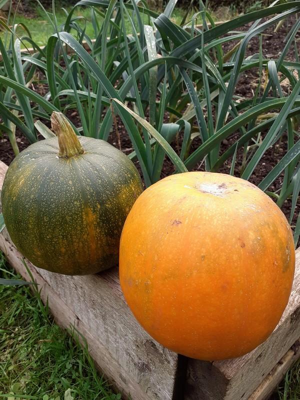 pumkin