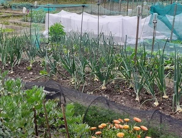 Allotment with fresh vegetables being grown