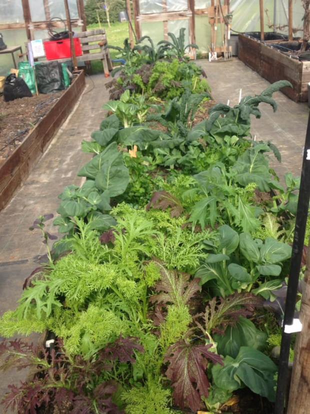 Veg in polytunnel