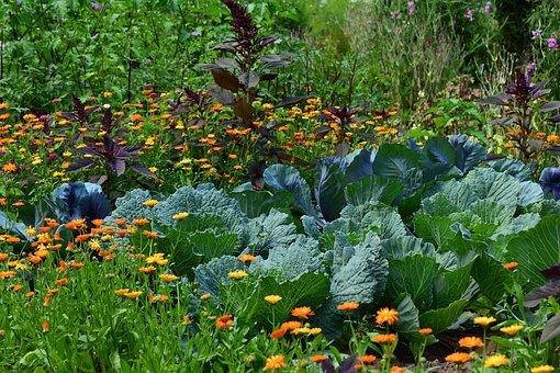 vegetables growing