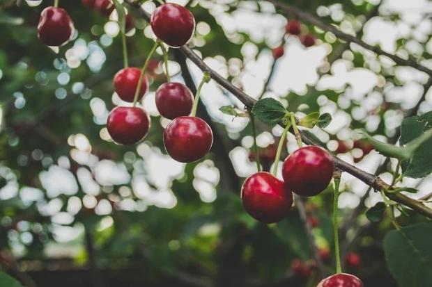 cherries on branch