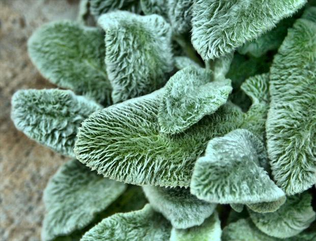 lambs ear leaves