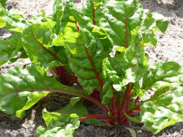 ruby chard