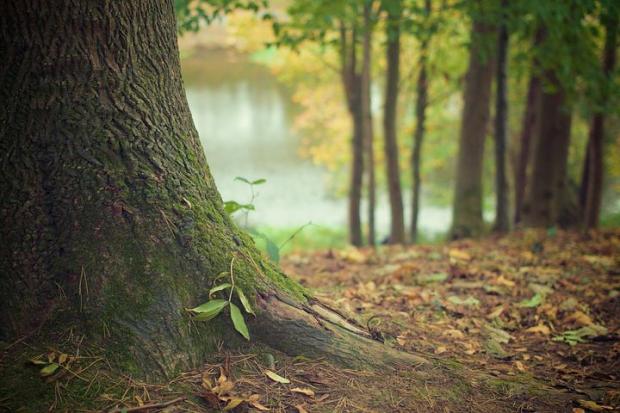 woodland