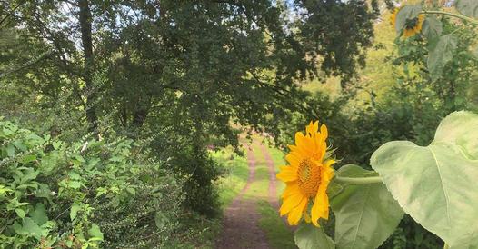 sunflower near woods