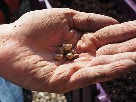 hand holding seeds