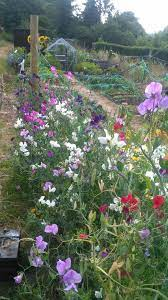 purple sweet peas growing on allotment