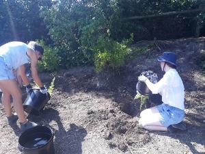 volunteers planting fruit bushes