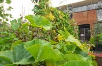 squash plant growing in foreground red brick building in background