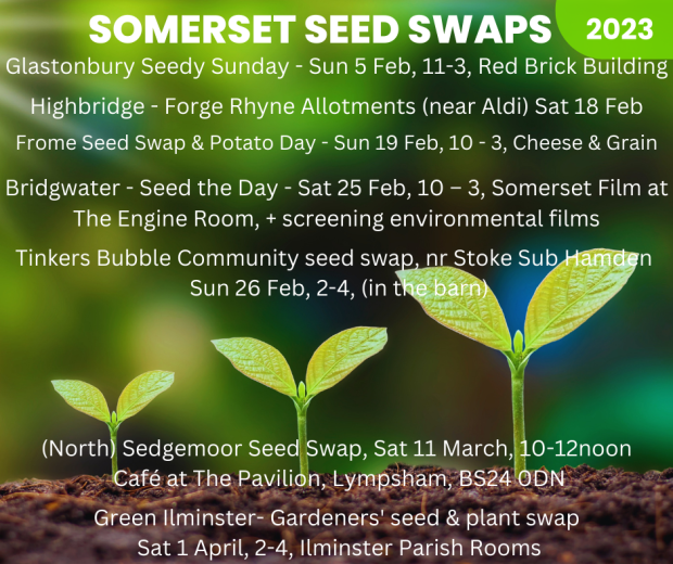 Seed swap flyer with 3 seedlings