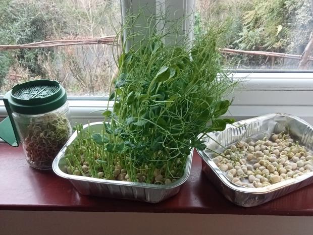 pea and bean shoots growing on window ledge