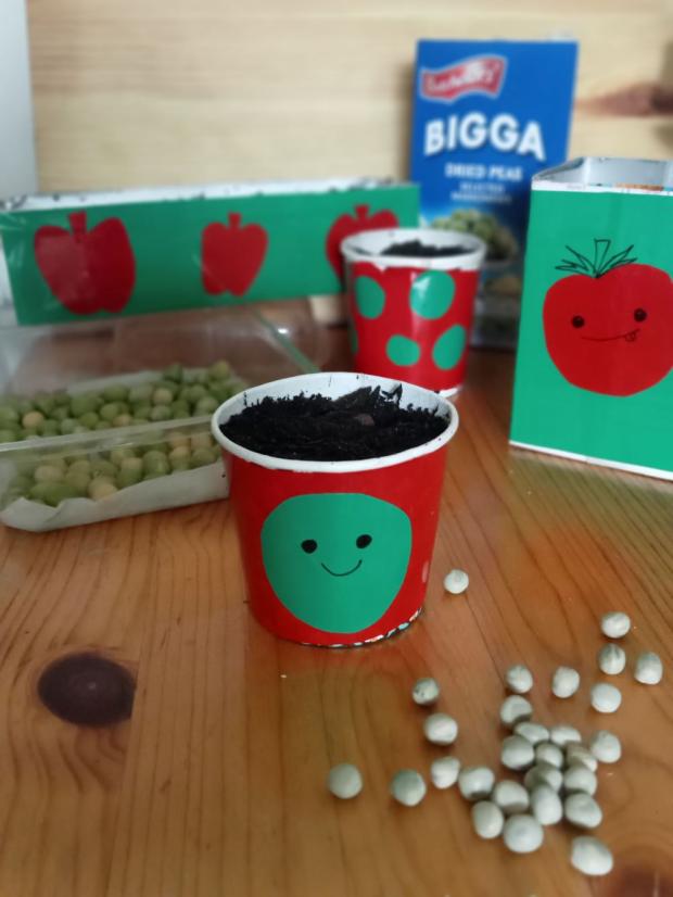 peas sown in recycled containers