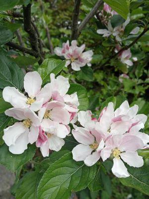 apple blossom in community orchard in Somerset