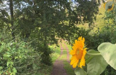 sunflower near woods