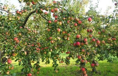 apple tree laden with fruit