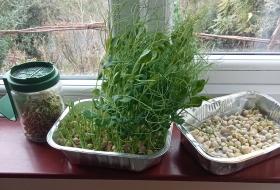 pea and bean shoots growing on window ledge